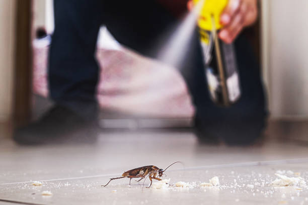 Best Spider Control Near Me  in Moon Lake, FL