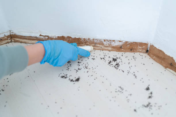 Best Local Pest Control Services  in Moon Lake, FL