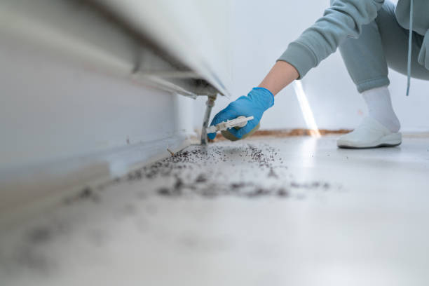 Insect Control in Moon Lake, FL